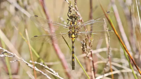 David Morris A female white-faced darter dragonfly at a nature reserve