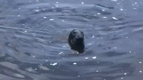 RSPCA The seal