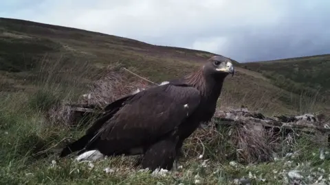 SNH Golden eagle