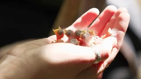 BBC Day-old great tit nestlings in the palm of a scientist's hand