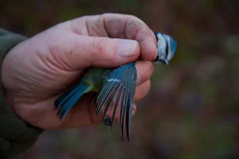 BBC Blue tit wing age 3