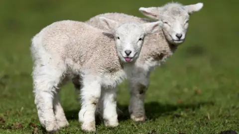 Getty Images Dog walkers