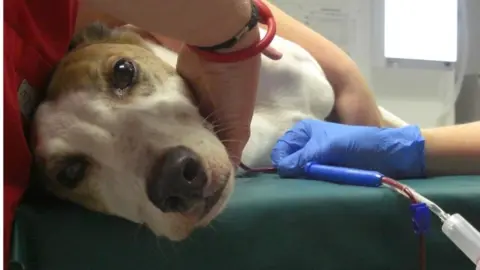 Pet Blood Bank UK Dog blood donor