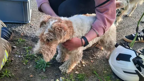 Essex Fire and Rescue Dog after being rescued