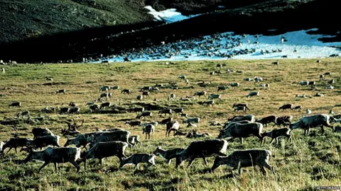 Getty Images Arctic National Wildlife Refuge