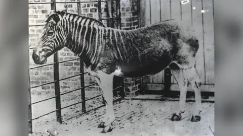 ZSL The quagga looked like it was part-zebra, part-horse and is now extinct
