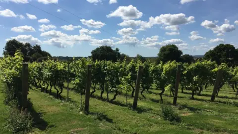 Chapel Down's winery in Kent