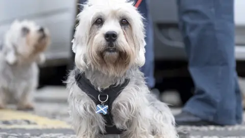 Rob Gray Dandie Dinmont