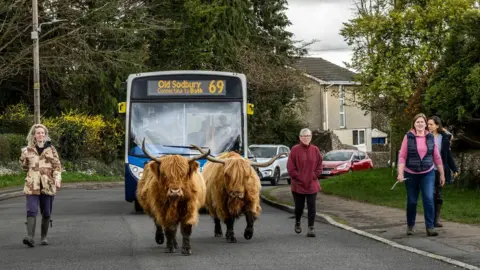 Trish Bloodworth Highland cows being moved along by farmers as they hold up a line of traffic behind them, including a bus