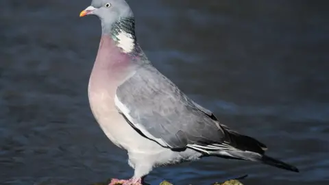 A pigeon