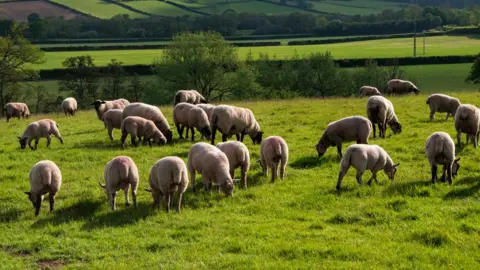 BBC Sheep on a farm with trees in the background