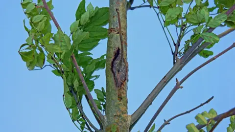 Peter Llewellyn/Getty Images Ash dieback