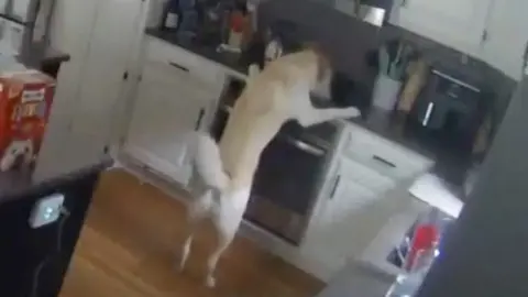 A dog with its paws up on the oven