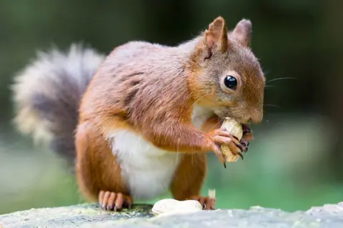 Red Squirrel