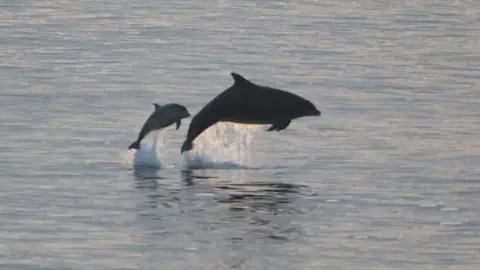 PA Media A pod of bottlenose dolphins off the north east coast between Whitley Bay and Cullercoats Bay on Wednesday 20 May