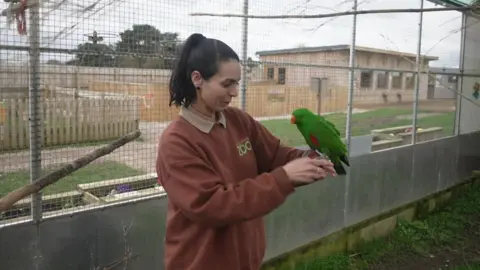 A dark-haired woman with a ponytail and wearing a brown sweatshirt holds a bright green parrot while standing inside an enclosure.