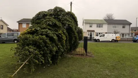 Sam Hotson/BBC To the left of the image the felled tree is on its side. Houses and a police van can be seen in the background.