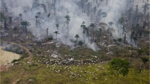 Greenpeace Photo/Daniel Beltra Burning Amazon