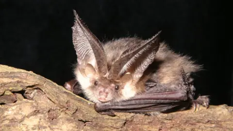 National Trust/Bat Conservation Trust/Hugh Clark A brown long-eared bat