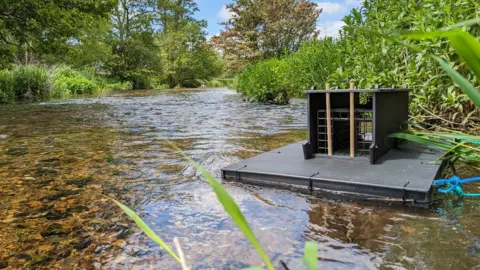 Invasive mink eradicated from parts of England by using scented traps