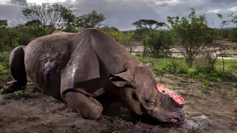 Brent Stirton/WPY Memorial to a species