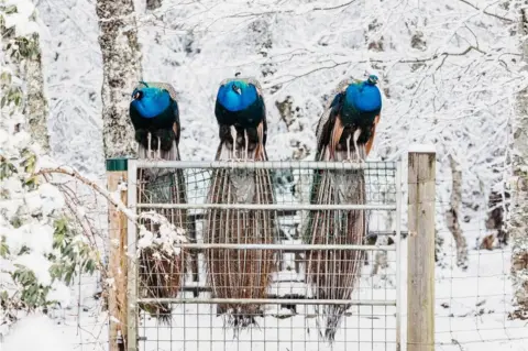  Janis Hedley Three peacocks in the snow in Invershin, Scottish Highlands