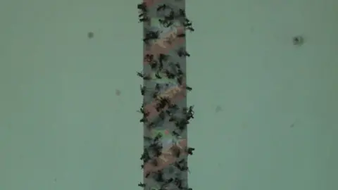 BBC The infestation has plagued residents in the New Dock area of Llanelli