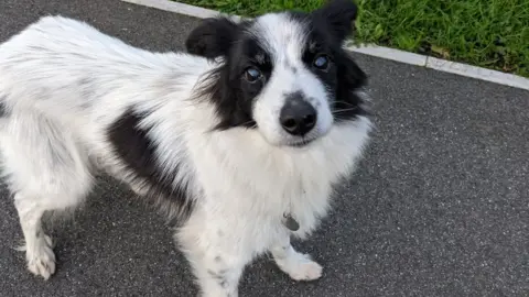 Rory Cellan-Jones Picture of a dog.