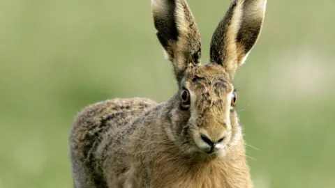 Press Association A hare