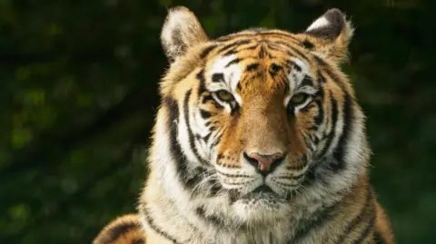 Zoppa the tiger sat down facing the camera.
