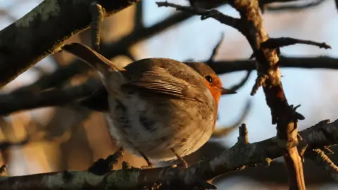 Barry Pert A robin redbreast perched on a tree