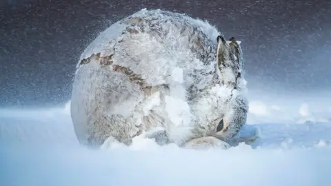 A hare forms the shape of a ball while grooming during a snowstorm