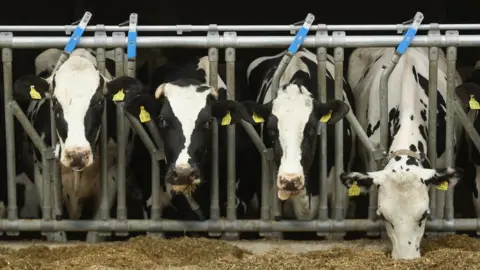 Getty Images Dairy cows