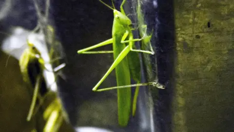 Grasshopper