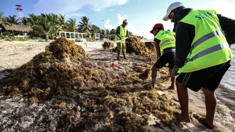 STR/AFP/Getty Images Sargassum on beach at Puerto Morelos, Mexico, August 2018