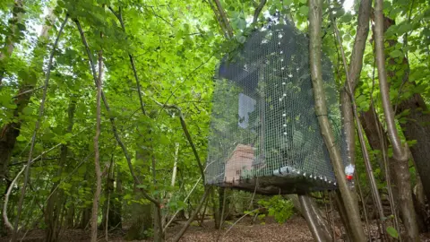 Clare Pengelly Large release cage in woodland