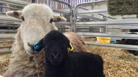 Nottinghamshire Wildlife Trust Sheep with its lamb