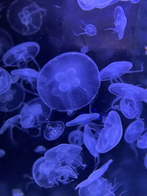 Isabella Stevens Moonlight jellyfsh