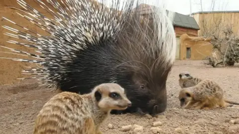 Meerkats and a porcupine