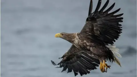 Getty Images A white-tailed eagle