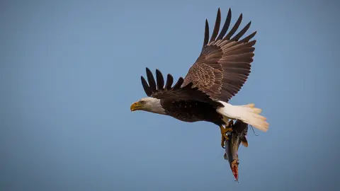 Gene D'Andrea  Bald eagle flying with a fish over the Potomac River