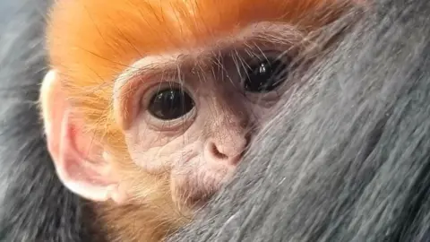 Francois' langur baby