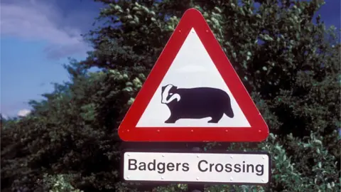 Photofusion/Getty badger crossing road sign