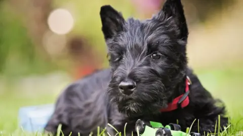 Getty Images Scotch terrier