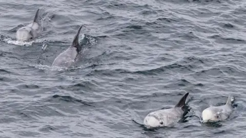 Karen Munro Risso's dolphins