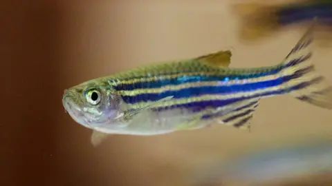 Getty Images Zebra fish