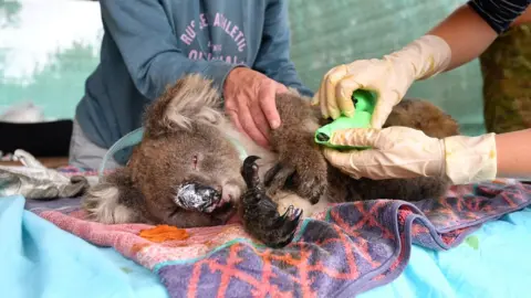 Reuters Volunteers treat a Koala on Kangaroo Island