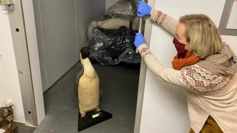 Leeds Museum Stuffed penguin