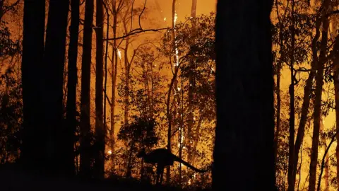 Getty Images A bushfire burns in New South Wales in 2019