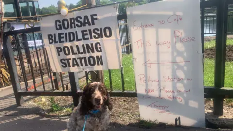 Brown and white cocker spaniel at polling station by a lake